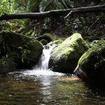 Stream in a Warm Temperate Rainforest west of Sydney Australia.
